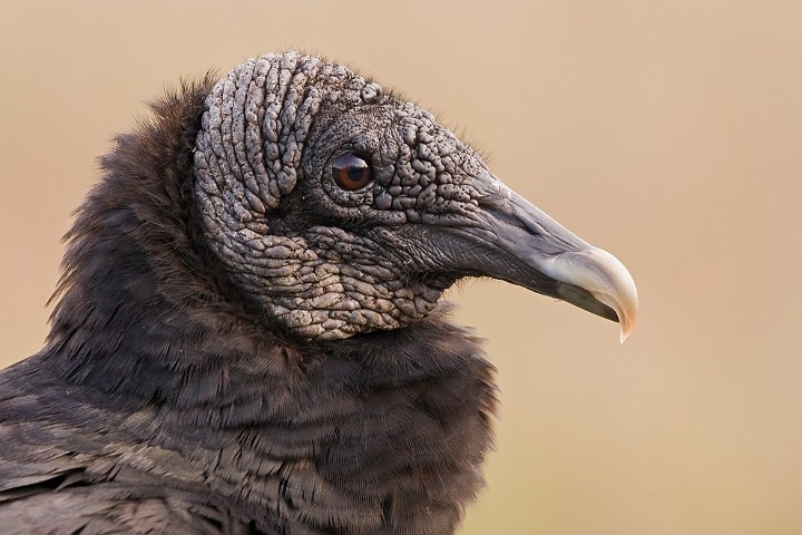 Rabengeier Coragyps atratus Black Vulture